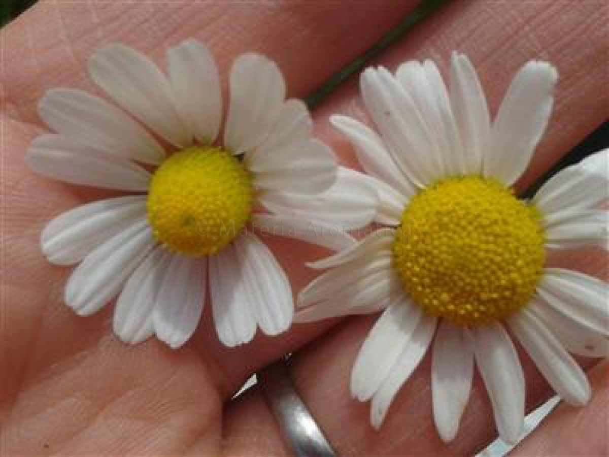 Chamomile, Roman Materia Aromatica